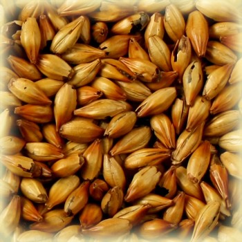 Malt-Cara50.jpg