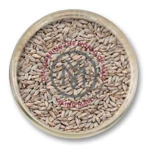 Słód żytni Viking Malt (Strzegom) 