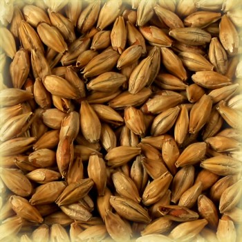Malt-Aroma.jpg