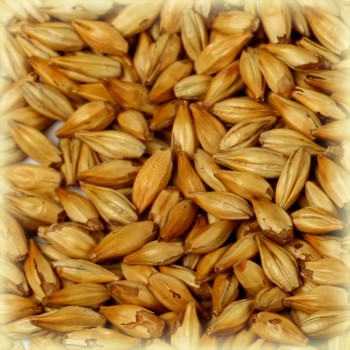 Malt-Cara20.jpg