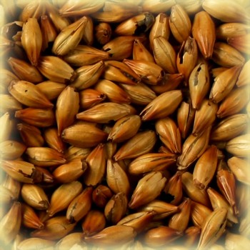 Malt-SpecialB.jpg