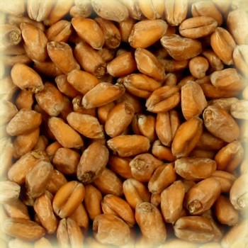 Malt-Wheat.jpg