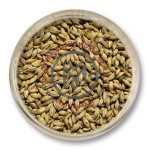 Słód pilzneński Viking Malt (Strzegom) 